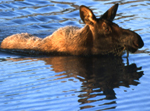 Cow Moose in Oxbow Bend, Grand Teton National Park