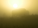 Bison at Sunrise