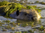 Beaver in Snake River