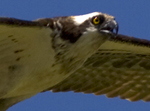Osprey, Swan Valley, Idaho