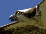 Osprey, Swan Valley, Idaho