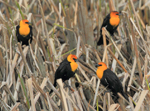 Yellow-headed Blackbirds