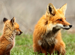 Red Fox and Kit