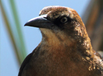 Female Great-tailed Grackle