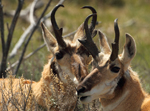 Pronghorn Antelope Bucks