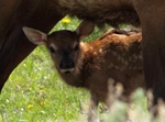 Elk Cow and Newborn Calf