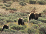 Grizzly Bear Sow and Cubs