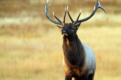 Bull Elk, Yellowstone National Park, Wyoming - Copyright Â© 2011 - Thayne Shaffer