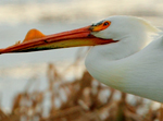 American WHite Pelican