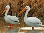 American WHite Pelicans