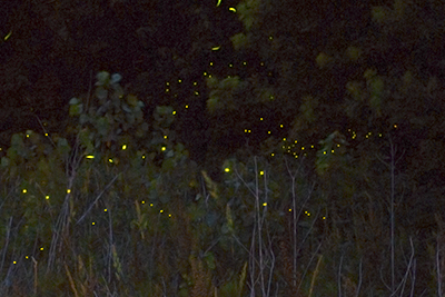 Fireflies, Haun's Mill Historic Site, Caldwell County, Missouri