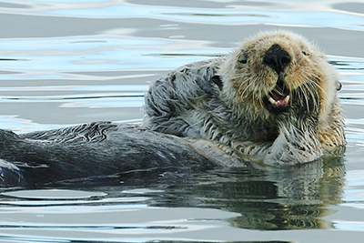 Sea Otter, Morro Bay State Park, California